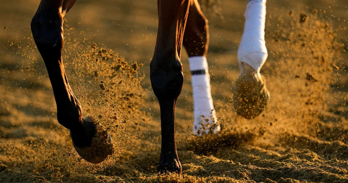 Panduan Preakness Stakes 2025: Peluang Taruhan, Cara Menonton, Tanggal, Waktu, Saluran, Kuda yang Diikuti